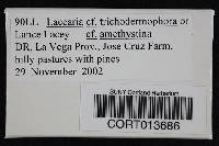 Laccaria trichodermophora image