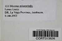 Mycena griseoviridis image