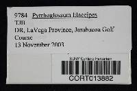 Pyrrhoglossum lilaceipes image