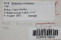 Boletellus belizensis image
