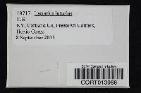 Lactarius luteolus image