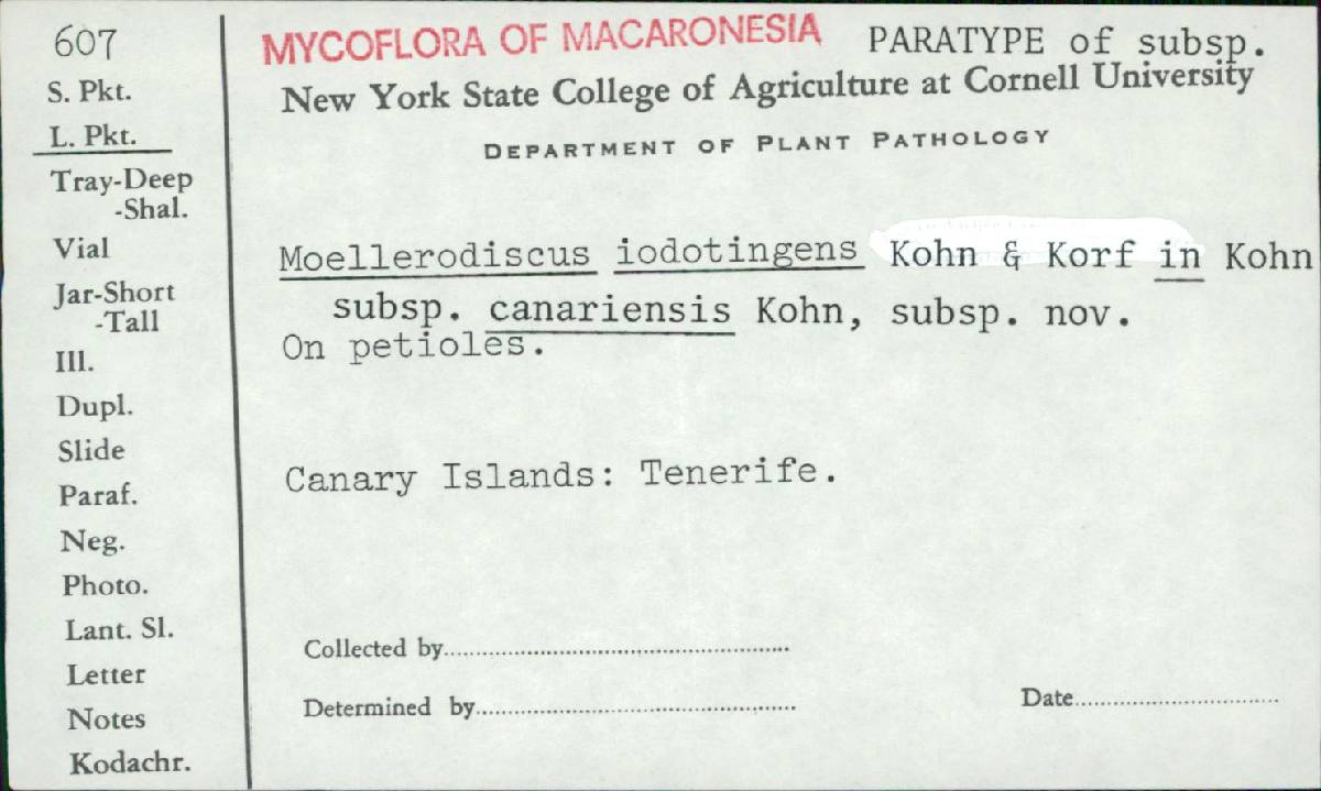 Moellerodiscus iodotingens subsp. canariensis image