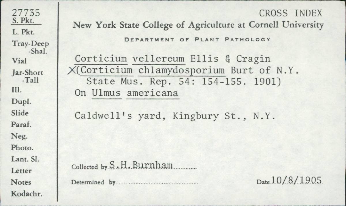 Corticium chlamydosporium image
