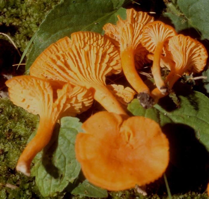 Cantharellaceae image