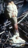Cordyceps melolonthae image