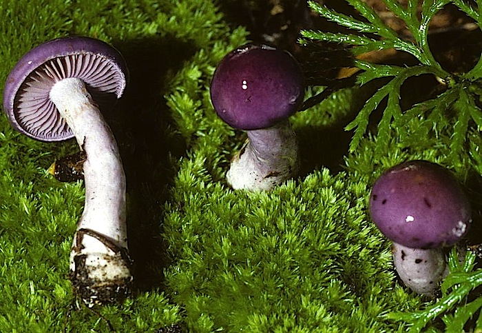 Cortinarius iodes image