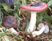 Russula norvegica image