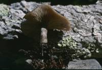 Lyophyllum montanum image