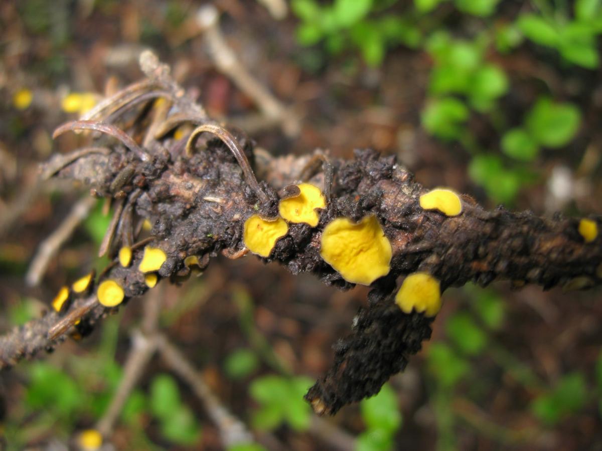 Hyaloscyphaceae image
