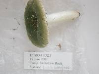 Russula aeruginosa image