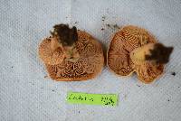 Lactarius peckii image