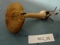 Psathyrella rugocephala image