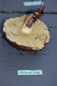 Suillus quiescens image