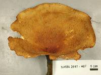 Polyporus varius image