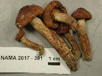 Tricholoma ustale image