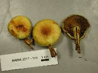 Pholiota malicola image