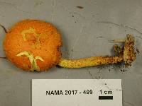 Pholiota flammans image