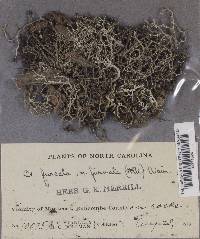 Cladonia furcata ssp. furcata image