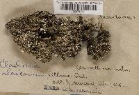 Cladonia foliacea image