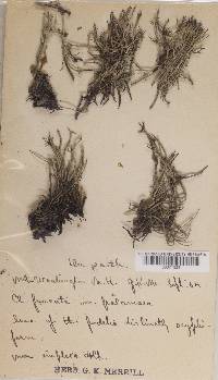 Cladonia furcata ssp. furcata image