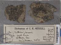 Megalaria laureri image
