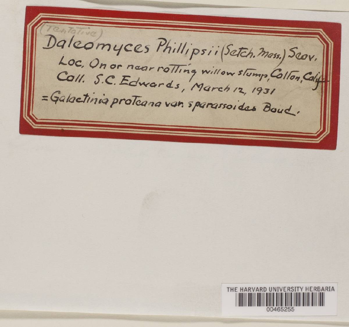 Peziza proteana f. sparassoides image