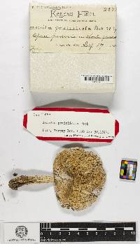 Amanita prairiicola image