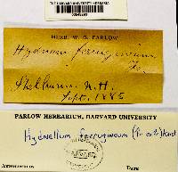 Hydnellum ferrugineum image