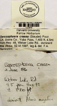 Sarcosphaera crassa image