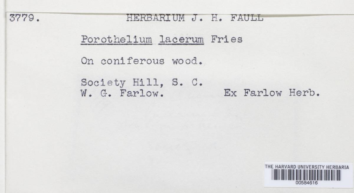 Porotheleum lacerum image