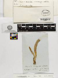 Clavulinopsis helvola image