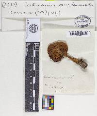 Cortinarius ochroleucus image