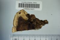Fomitopsis insularis image
