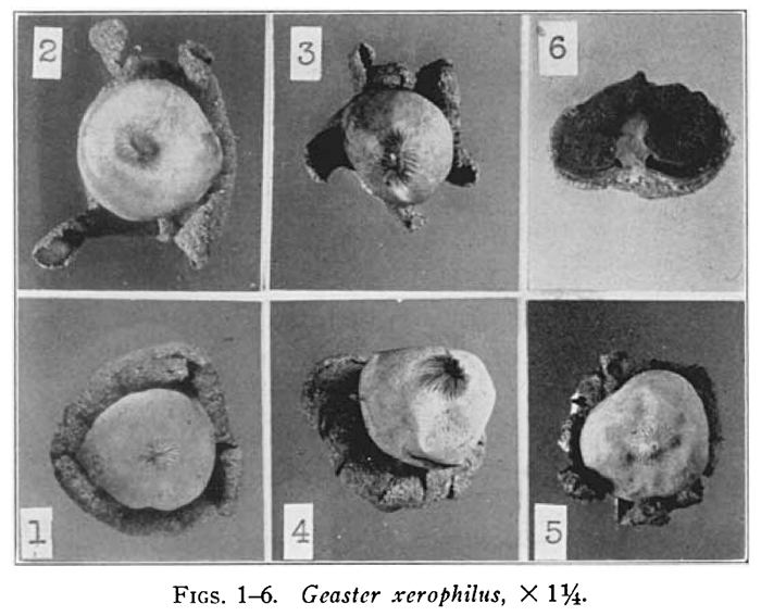 Geastrum xerophilum image