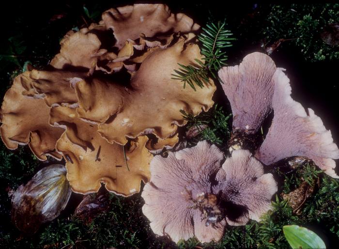 Gomphidiaceae image