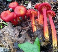 Image of Hygrocybe appalachiensis