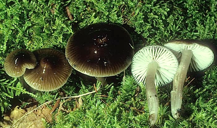 Hygrophoraceae image
