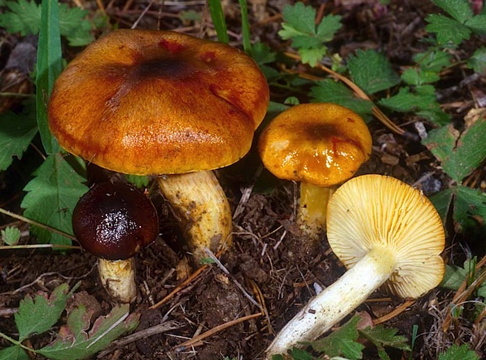 Hygrophorus image