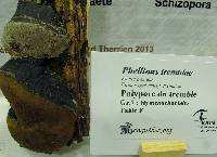 Image of Phellinus tremulae