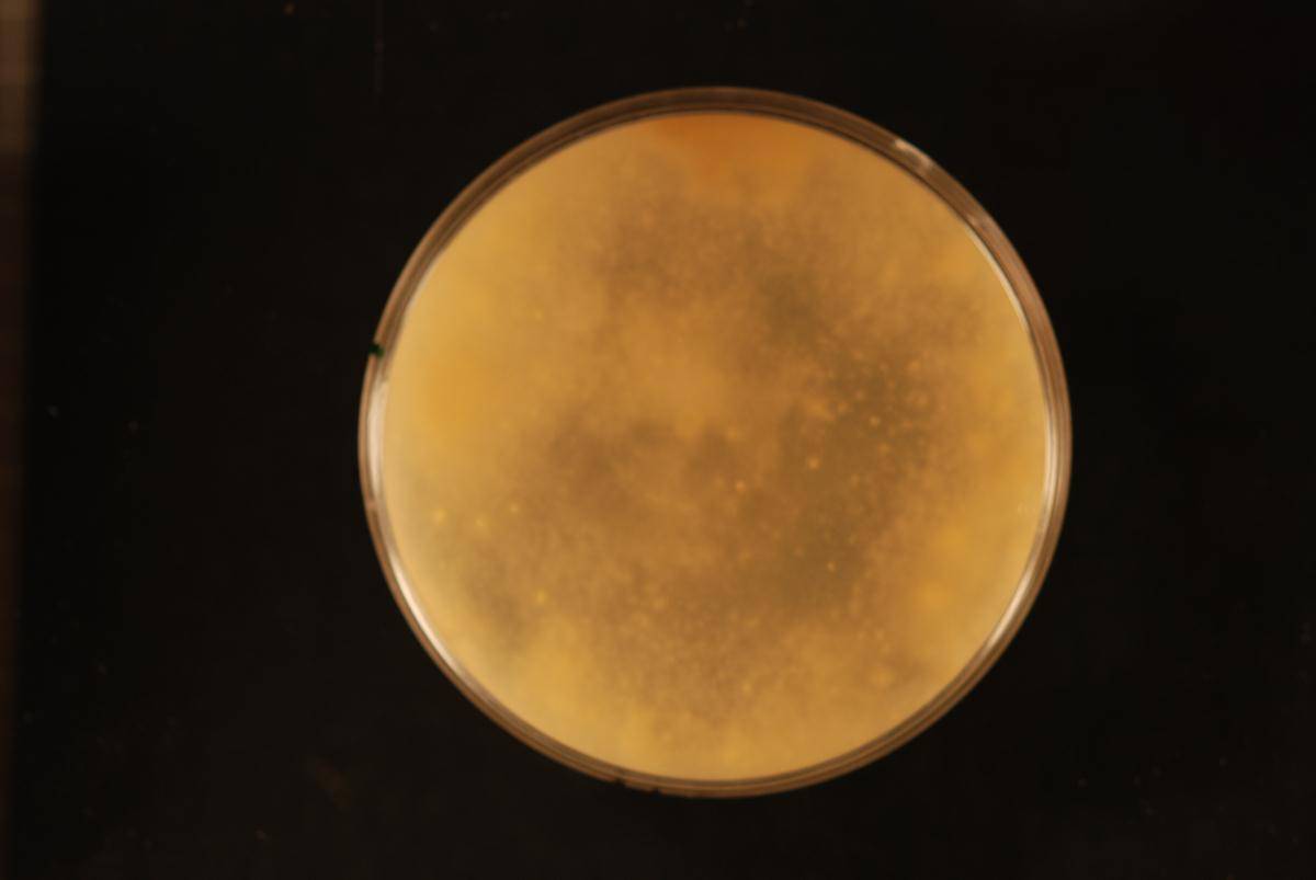 Cylindrobasidium eucalypti image