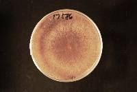 Thanatephorus cucumeris image
