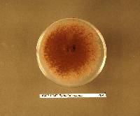 Pyricularia caricis image