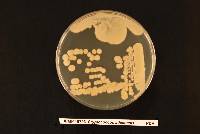 Image of Cryptococcus adeliensis
