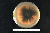 Mycosphaerella pinodes image