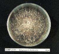 Ceratocystis fimbriata image