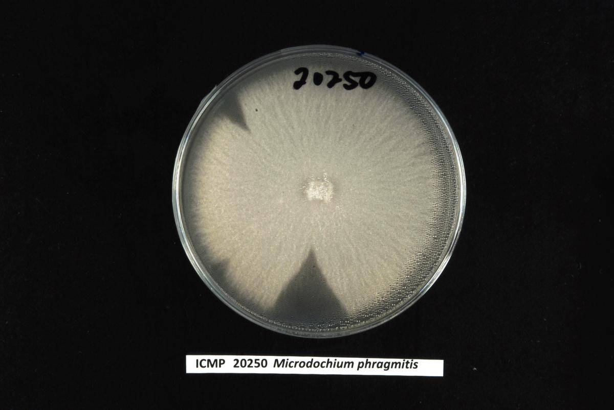 Microdochium phragmitis image