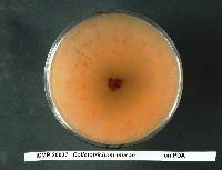 Colletotrichum musae image