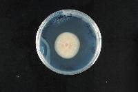 Haematonectria haematococca image