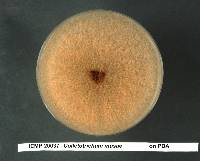 Colletotrichum musae image