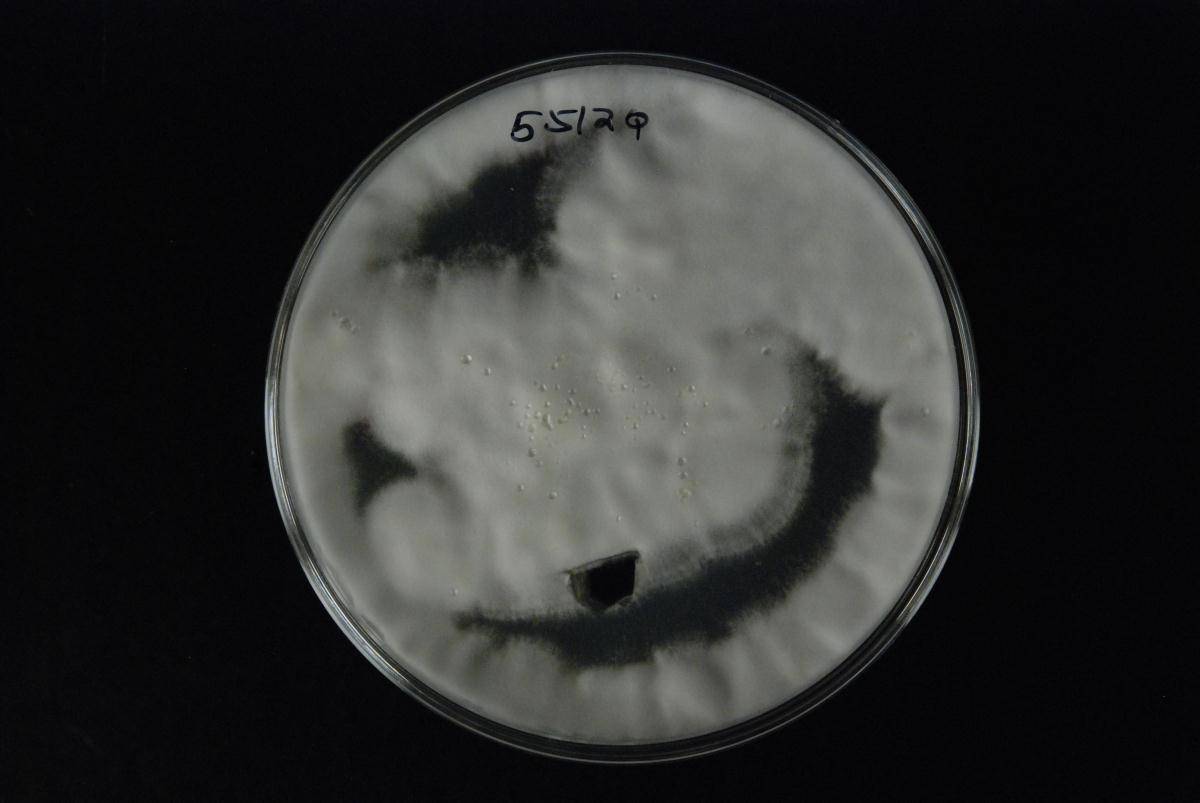 Lecanicillium psalliotae image